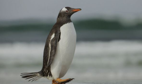 Le pingouin en argot